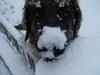 Leonberger Foto: Ina die Schneeschnauze (ID 27742) Leonberger Hund