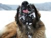 Leonberger Foto: Ina (ID 27740) Leonberger Hund