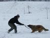 Leonberger Foto: Ina und ich beim zanken (ID 27741) Leonberger Hund