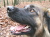 Leonberger Foto: Kopf Ina (ID 35240) Leonberger Hund