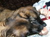 Leonberger Hund