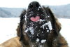 Leonberger Foto: bääh (ID 28168) Leonberger Hund