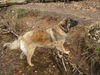Leonberger Foto: Ina im Waldbach (ID 35242) Leonberger Hund