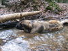 Leonberger Hund