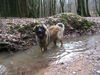 Leonberger Foto: Ina in Ihrem Element (ID 35244) Leonberger Hund
