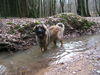 Leonberger Hund