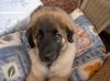 Leonberger Foto: (d)ina 3 Monate (ID 19178) Leonberger Hund