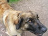 Leonberger Hund