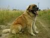 Leonberger Foto: CH. Breddy Sedmidomky -rüde (ID 5044) Leonberger Hund