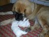 Leonberger Foto: CH. Breddy Sedmidomky + hündchen Luma Tomio kenel (ID 5050) Leonberger Hund