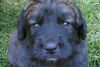 Leonberger Foto: 3 Wochen alter Welpe (ID 35322) Leonberger Hund