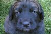 Leonberger Hund