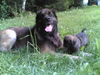 Leonberger Foto: Vater und Sohn (1 Monat alt) (ID 35323) Leonberger Hund