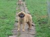 Leonberger Foto: bin ich nicht shon (ID 18202) Leonberger Hund