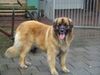 Leonberger Foto: der leonberger (ID 18195) Leonberger Hund