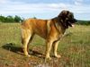 Leonberger Foto: Cora in Südfrankreich (ID 13828) Leonberger Hund
