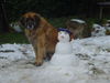 Leonberger Hund