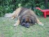Leonberger Foto: Benny 7 jahre alt (ID 1619) Leonberger Hund