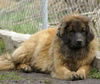 Leonberger Hund