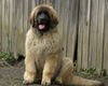 Leonberger Hund