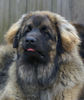 Leonberger Hund