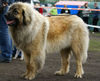 Leonberger Hund