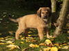 Leonberger Hund