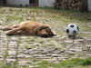 Leonberger Foto: Fussballfieber (ID 36686) Leonberger Hund