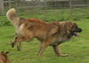 Leonberger Hund