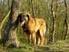 Leonberger Foto: Unsere Cora im Alter von 6 Monaten (ID 6491) Leonberger Hund