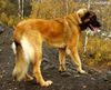 Leonberger Foto: Cora (ID 6624) Leonberger Hund