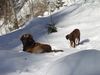 Leonberger Foto: Dora + Ginny 11 + 10 Mte (ID 30241) Leonberger Hund