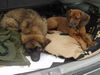 Leonberger Foto: Dora + Ginny 4 Mte. (ID 30238) Leonberger Hund