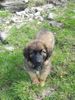 Leonberger Foto: Ginnyfee vom Welland (ID 30239) Leonberger Hund