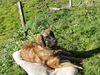 Leonberger Foto: Ginnyfee vom Welland 6 Mte (ID 30242) Leonberger Hund