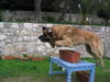 Leonberger Foto: hehe (ID 31968) Leonberger Hund