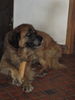 Leonberger Hund