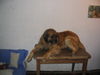 Leonberger Foto: :P (ID 31969) Leonberger Hund