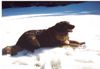 Leonberger Foto: Das ist meine Leonbergerhündin Ina (ID 4593) Leonberger Hund