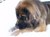 Leonberger Foto: Cody Leo vom Illertal, 2,5 Jahre (ID 29975) Leonberger Hund