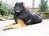 Leonberger Foto: unser leo (ID 24494) Leonberger Hund