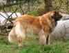 Leonberger Hund