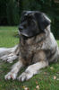 Leonberger Hund