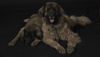 Leonberger Hund