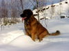Leonberger Foto: Cora (ID 25277) Leonberger Hund