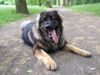 Leonberger Foto: Nero 16Monate alt (ID 38130) Leonberger Hund