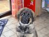 Leonberger Foto: Glaubt ja nicht, ich sei so unschuldig, wie ich aussehe,he,he (ID 31015) Leonberger Hund