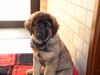 Leonberger Foto (ID 30808) Leonberger Hund