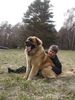 Leonberger Foto: CH. Breddy Sedmidomky -rüde (ID 5046) Leonberger Hund