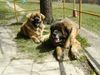 Leonberger Foto: CH. Breddy Sedmidomky + Achát Severozápadní cesta (ID 5048) Leonberger Hund